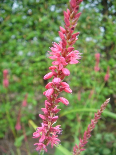 Polygonum amplexicaule 'Fire Tails'